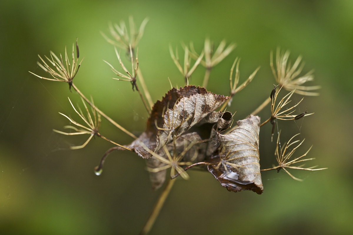Autumn leafs on Umbellifers