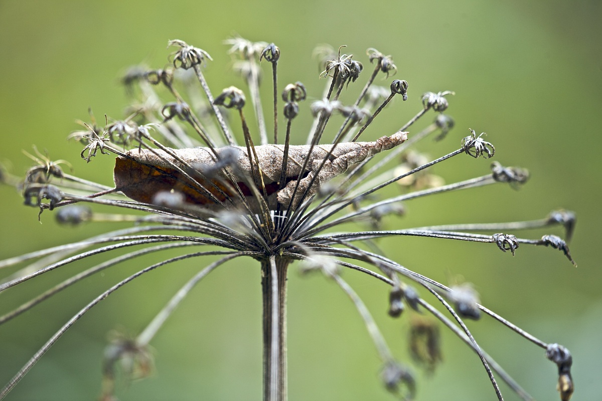 Leaf in autumn on Umbellifers