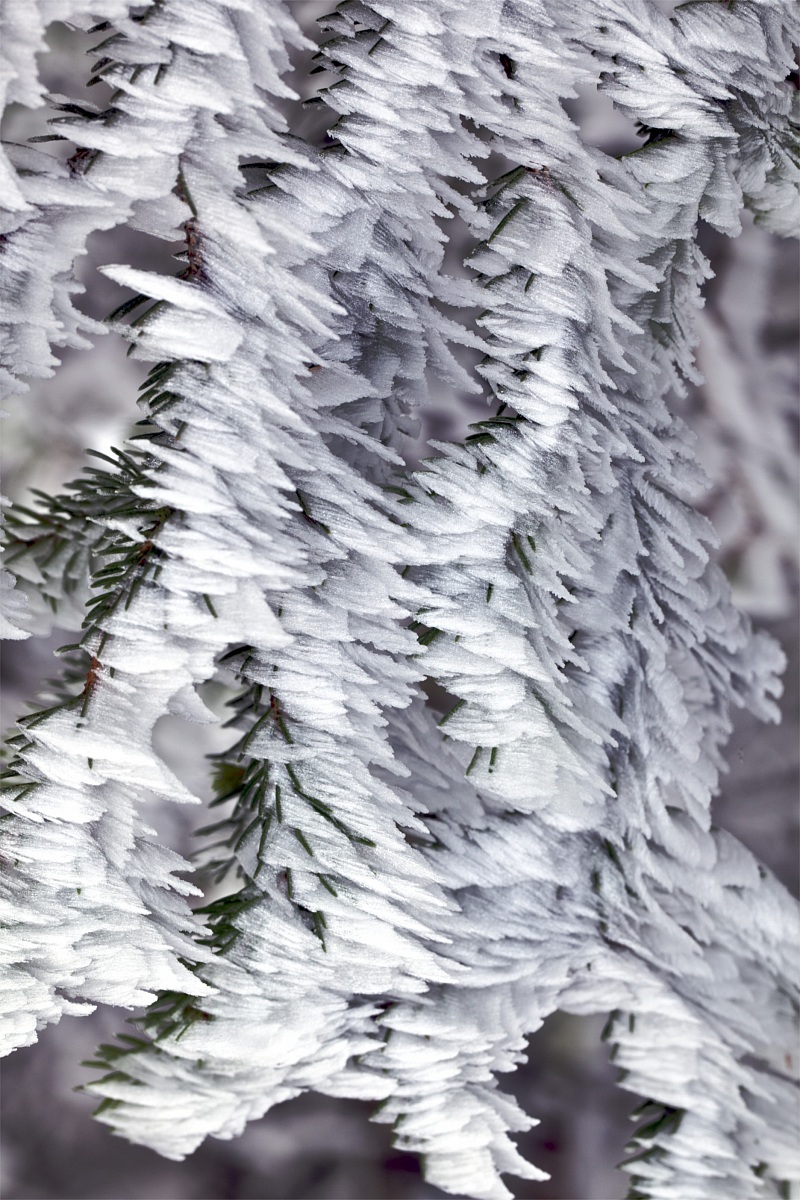 Spruce needles with frost formed by wind