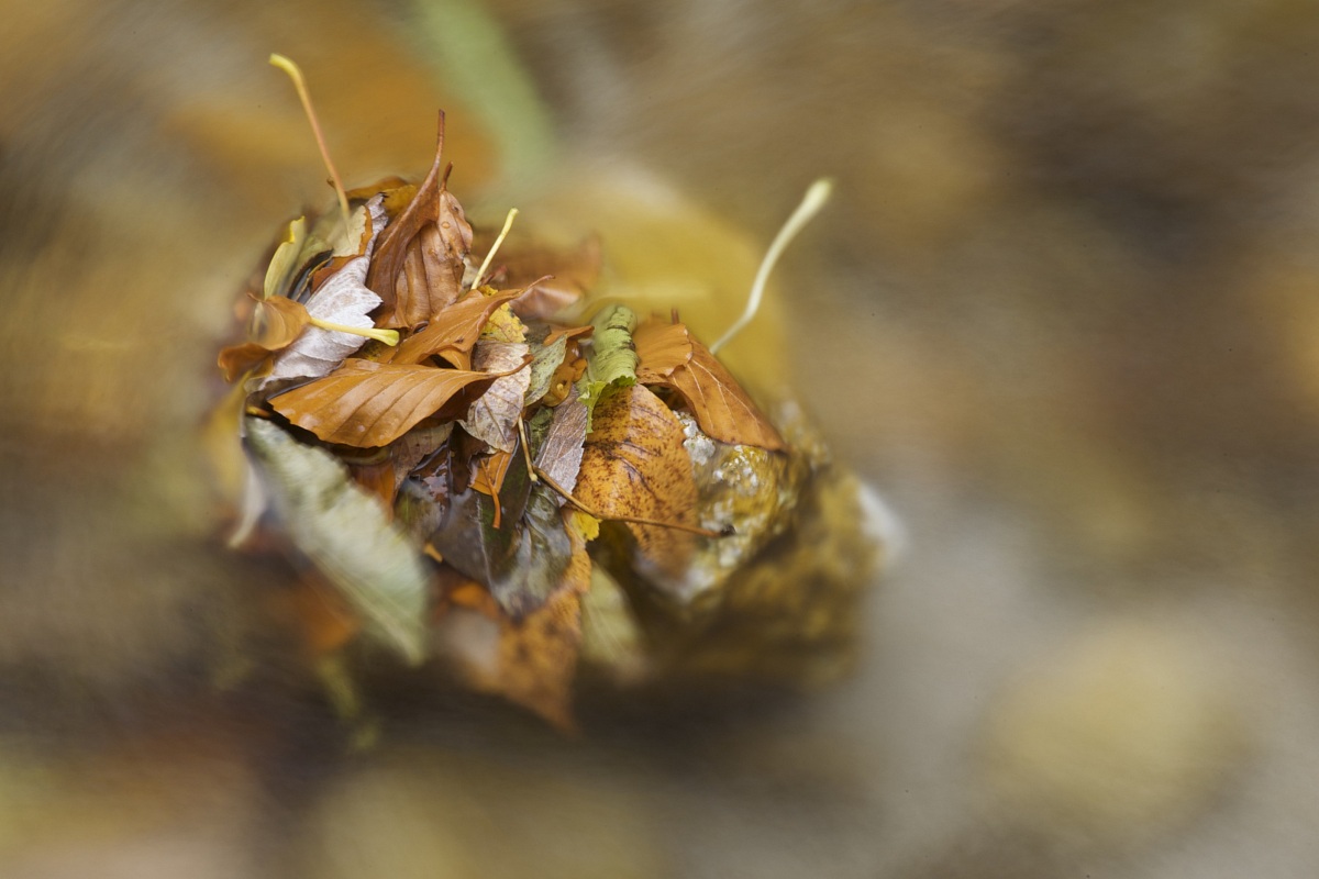 Leaves retained on a rock by the current