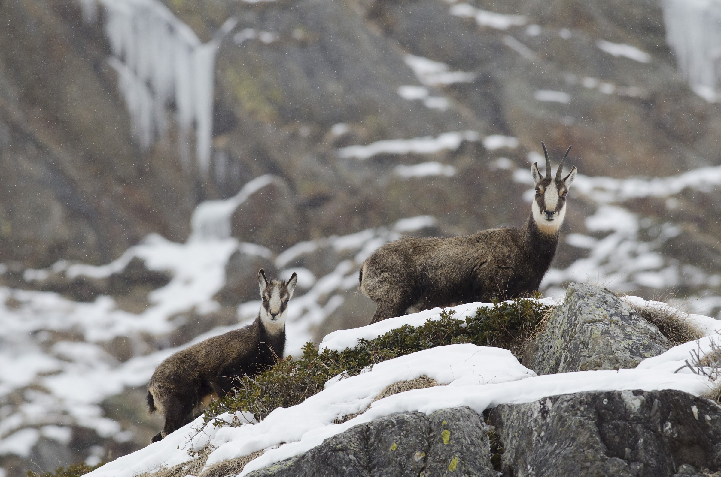 Mi sembra di conoscerli...