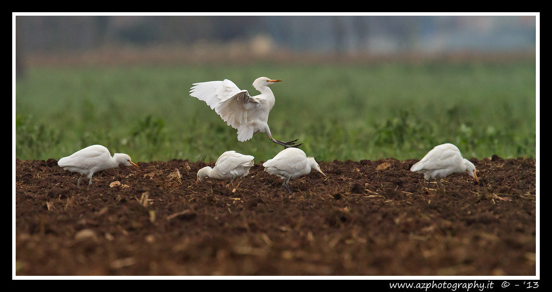 Cattle Egrets