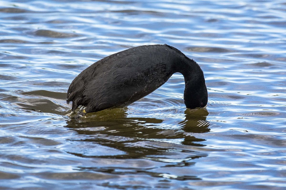 The dip of the Coot (without pad)