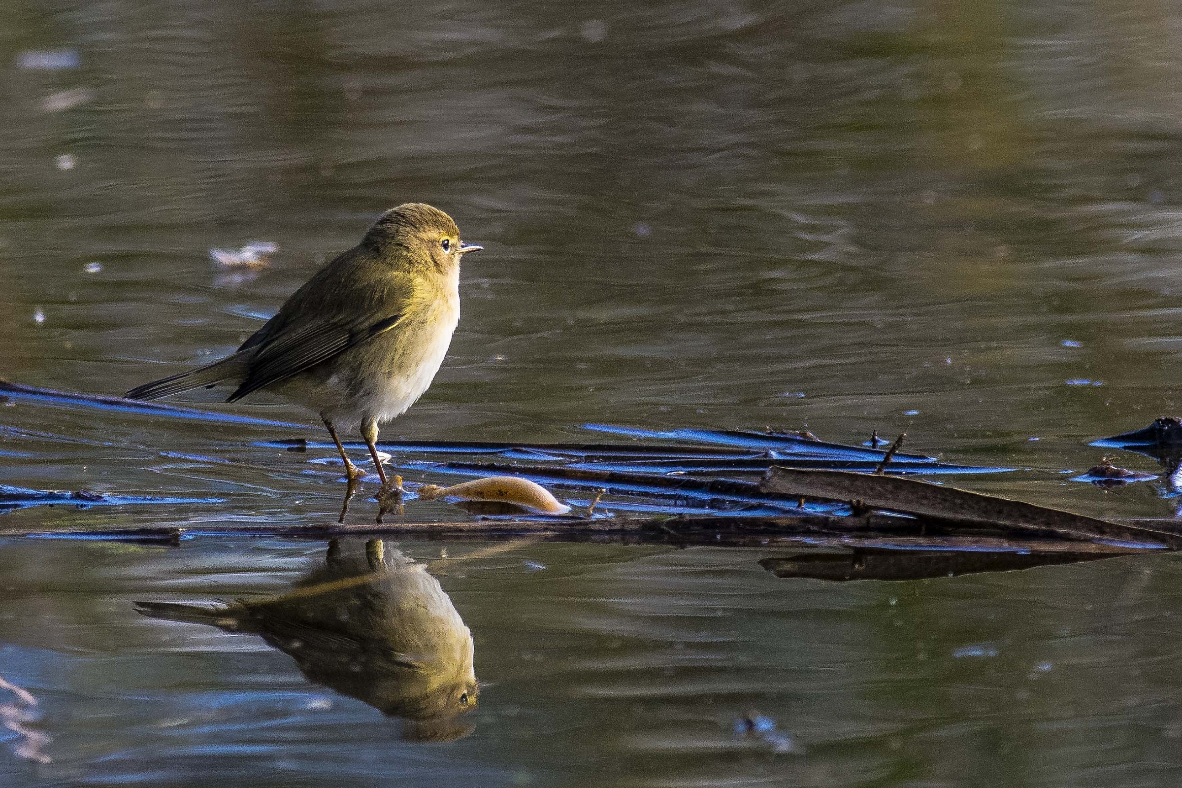 Chiffchaff