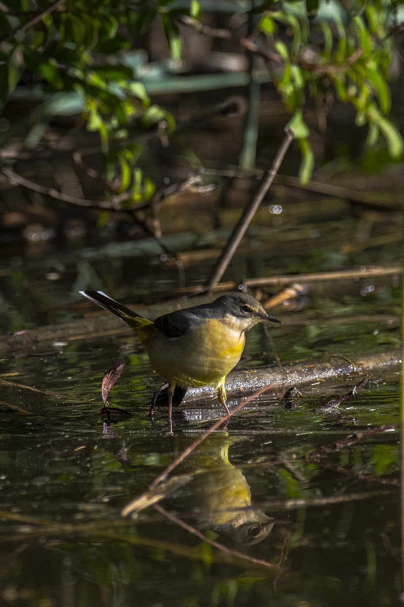 Wagtail