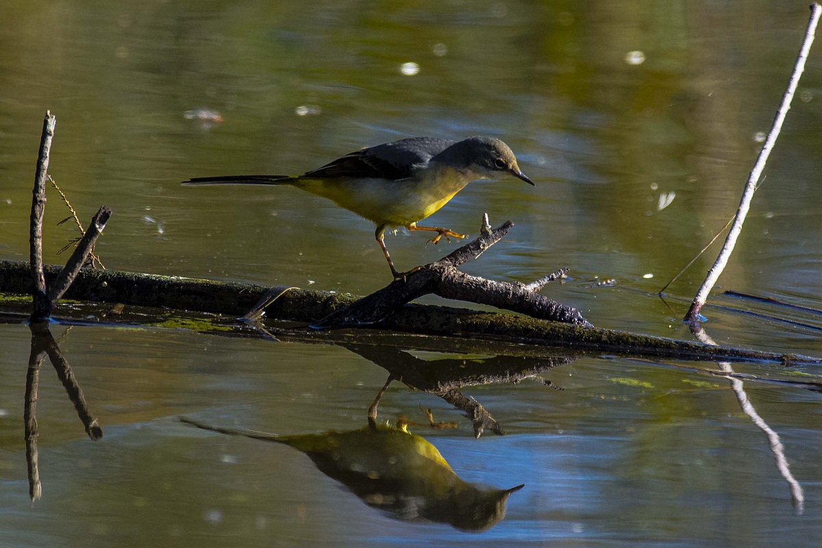 Wagtail