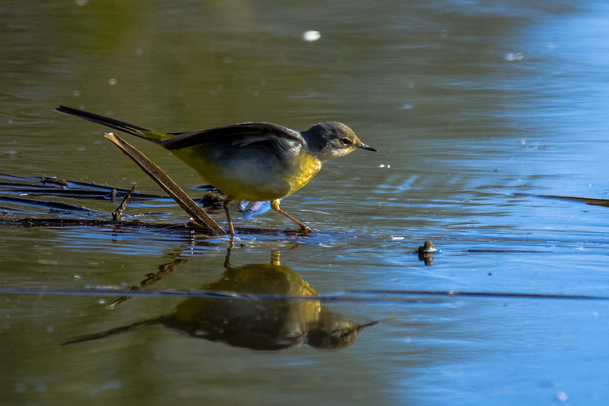Wagtail