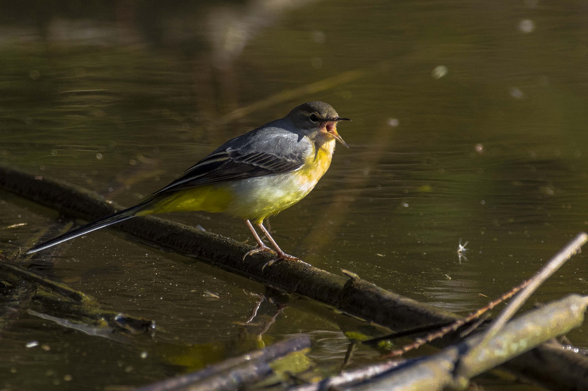 The 'cry of Grey Wagtail
