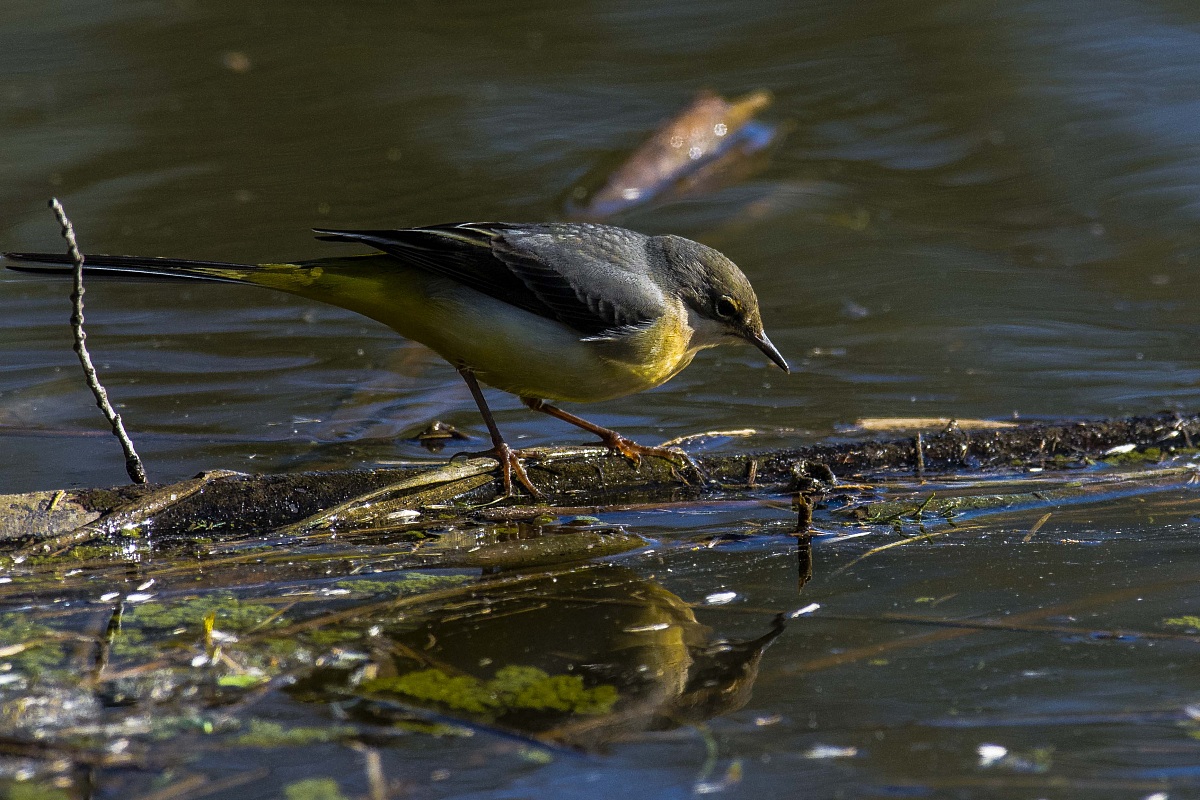 Wagtail