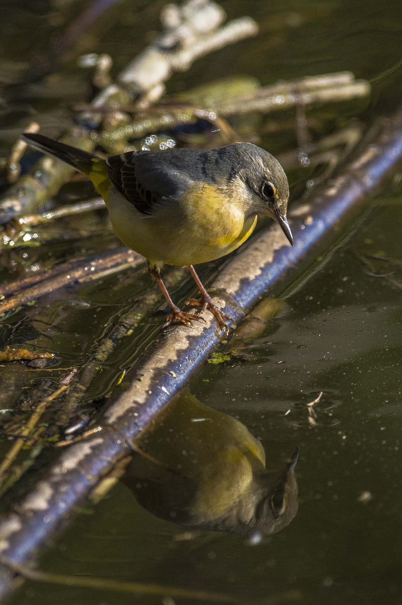 Wagtail