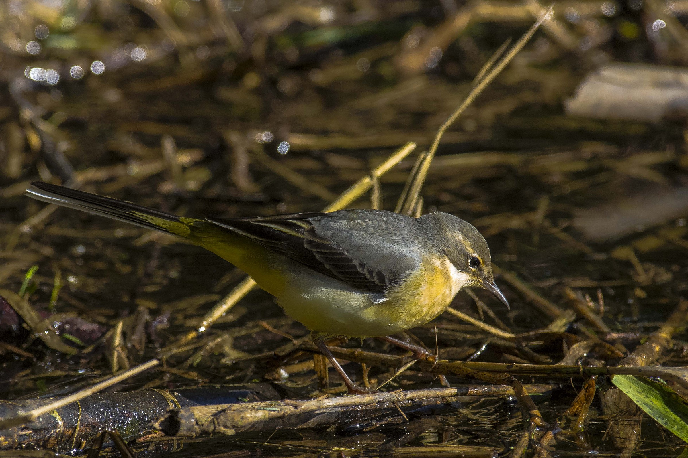 Wagtail