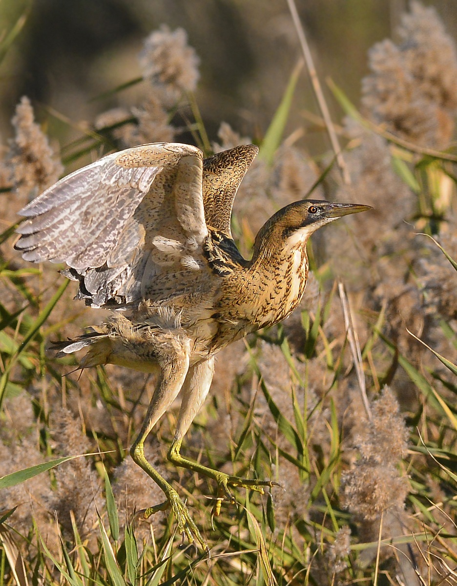detachment of the bittern