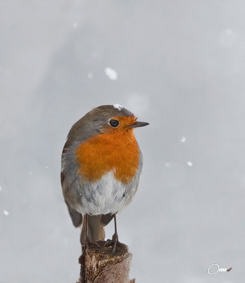 pettirosso e....la prima neve