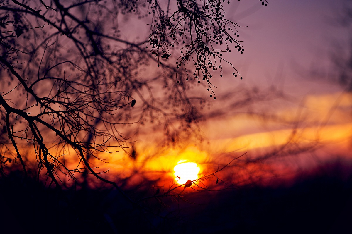 la vita dietro gli alberi
