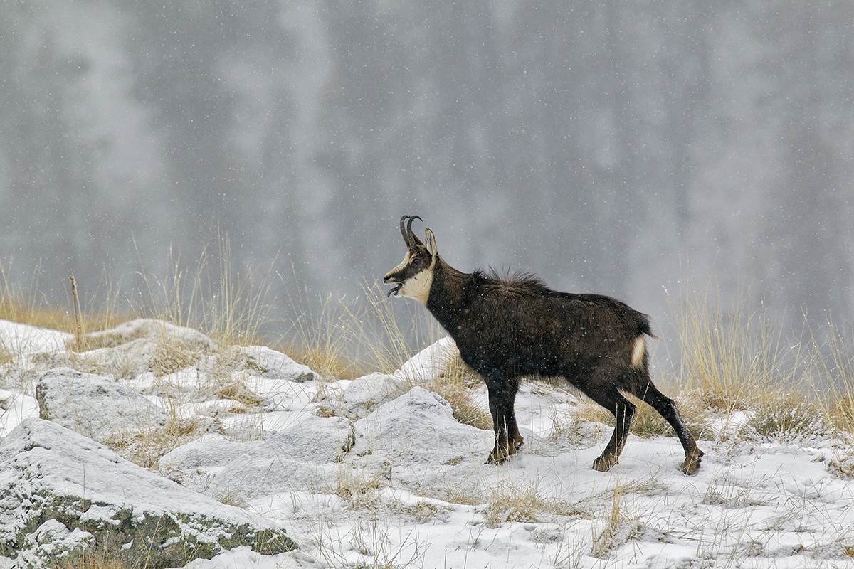 chamois