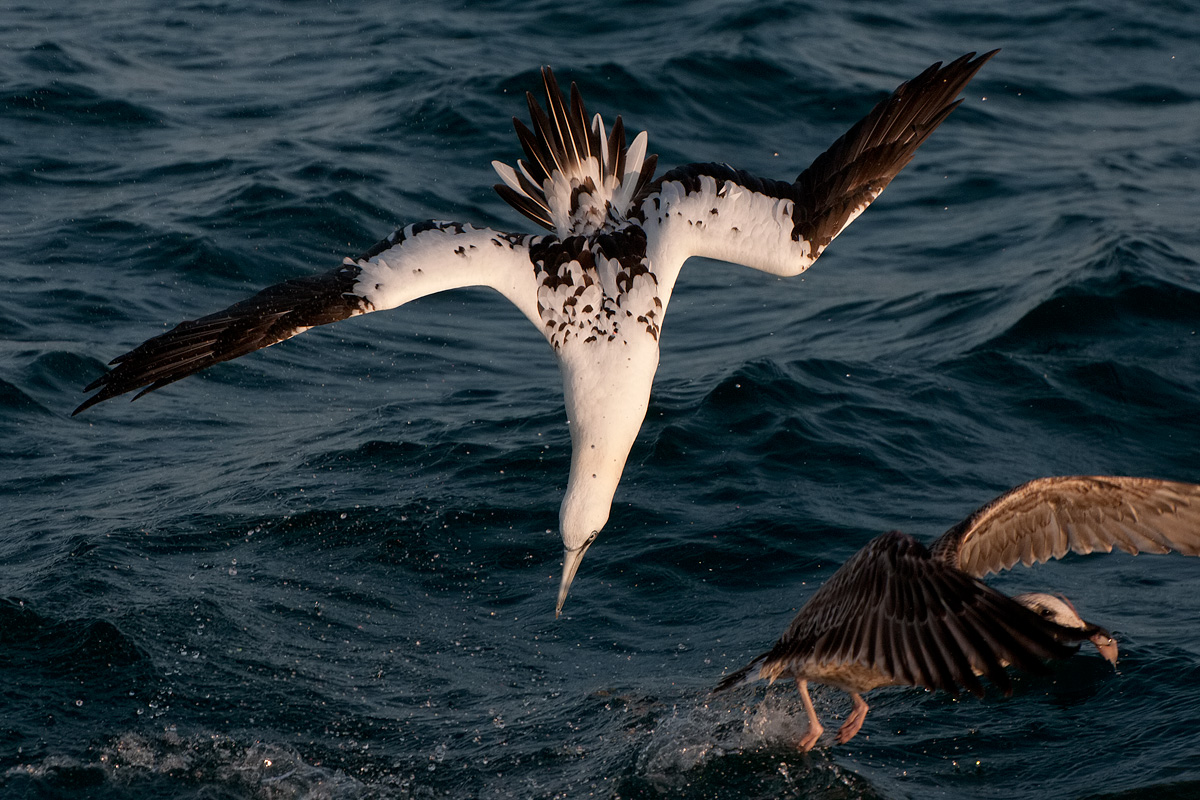 Sula bassana in tuffo (Morus bassanus)