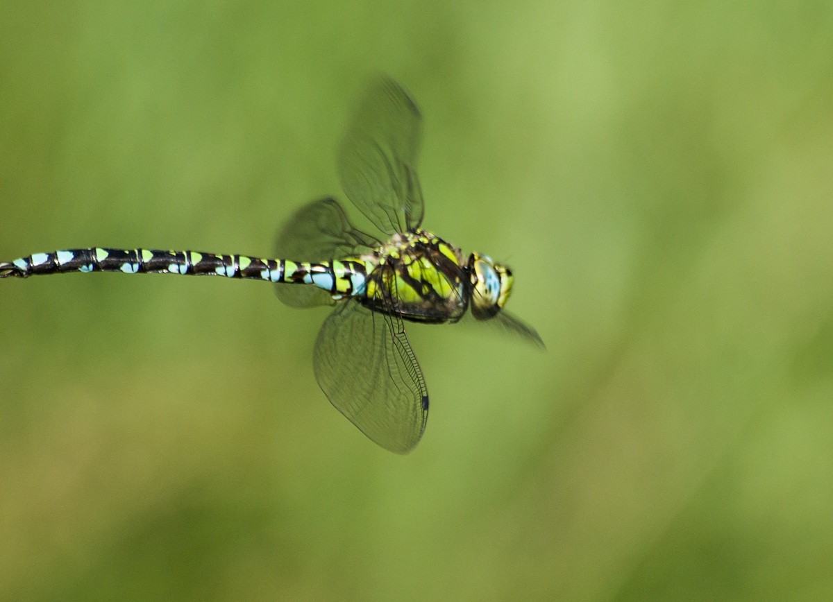 Libellula al volo in manuale
