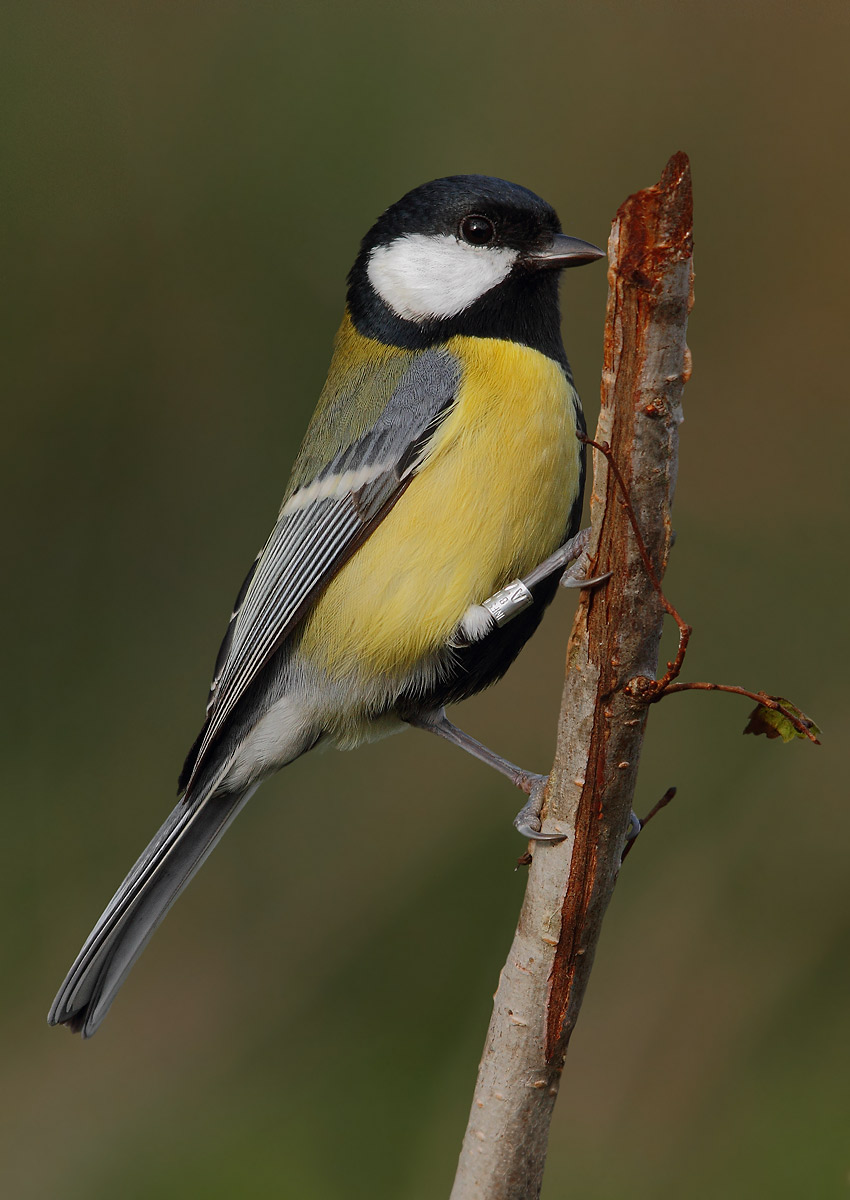 Great Tit