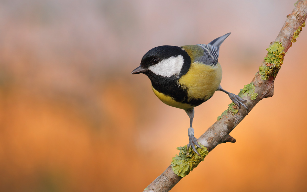 Great Tit