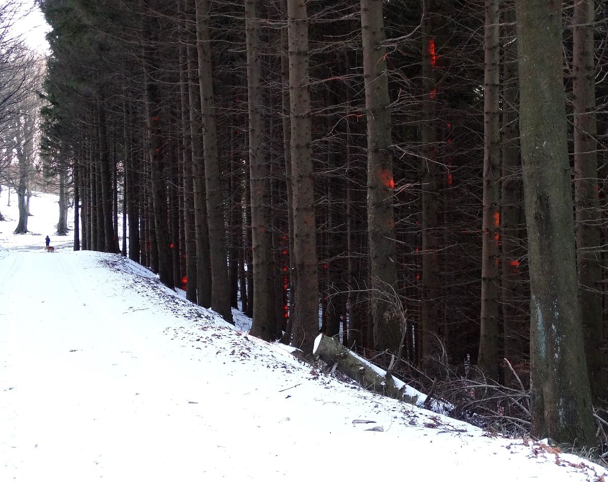 L'ultimo sole macchia il bosco