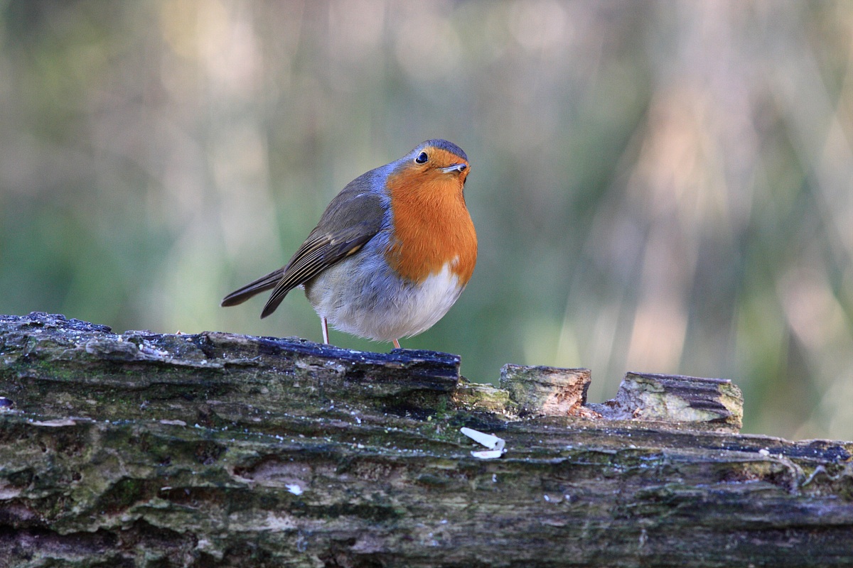 E' tornata la stagione del petti
