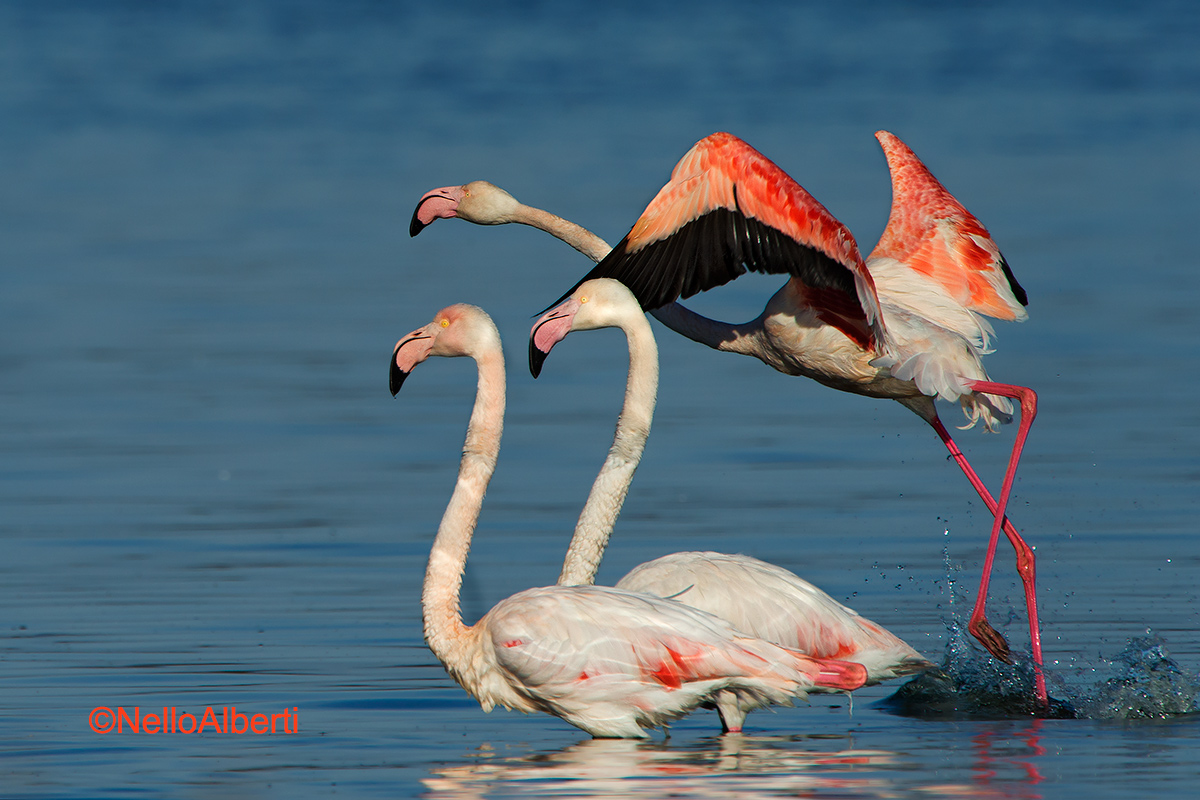 fenicotteri a Orbetello