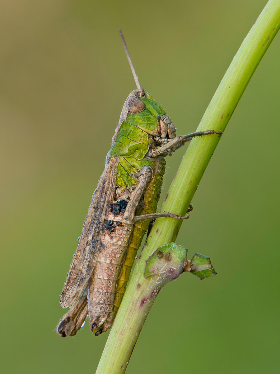 Grasshopper