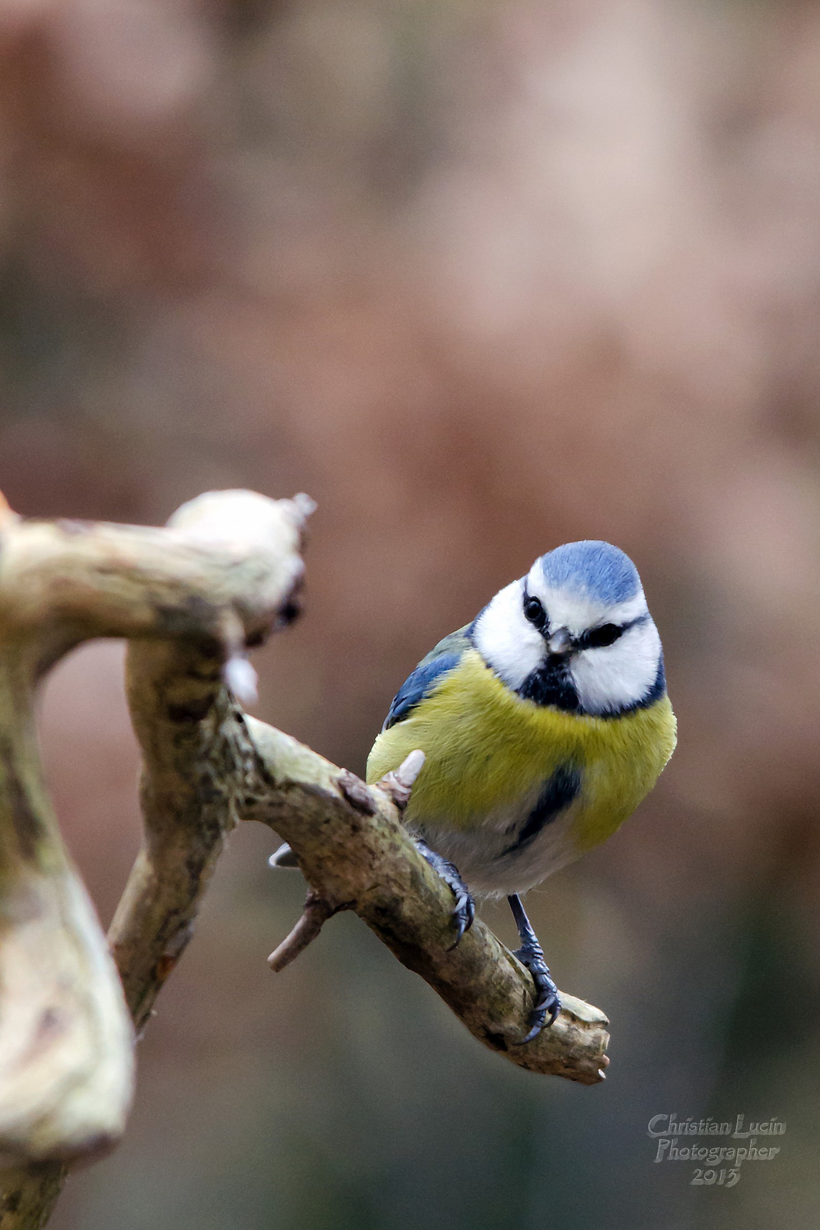 Blue Tit