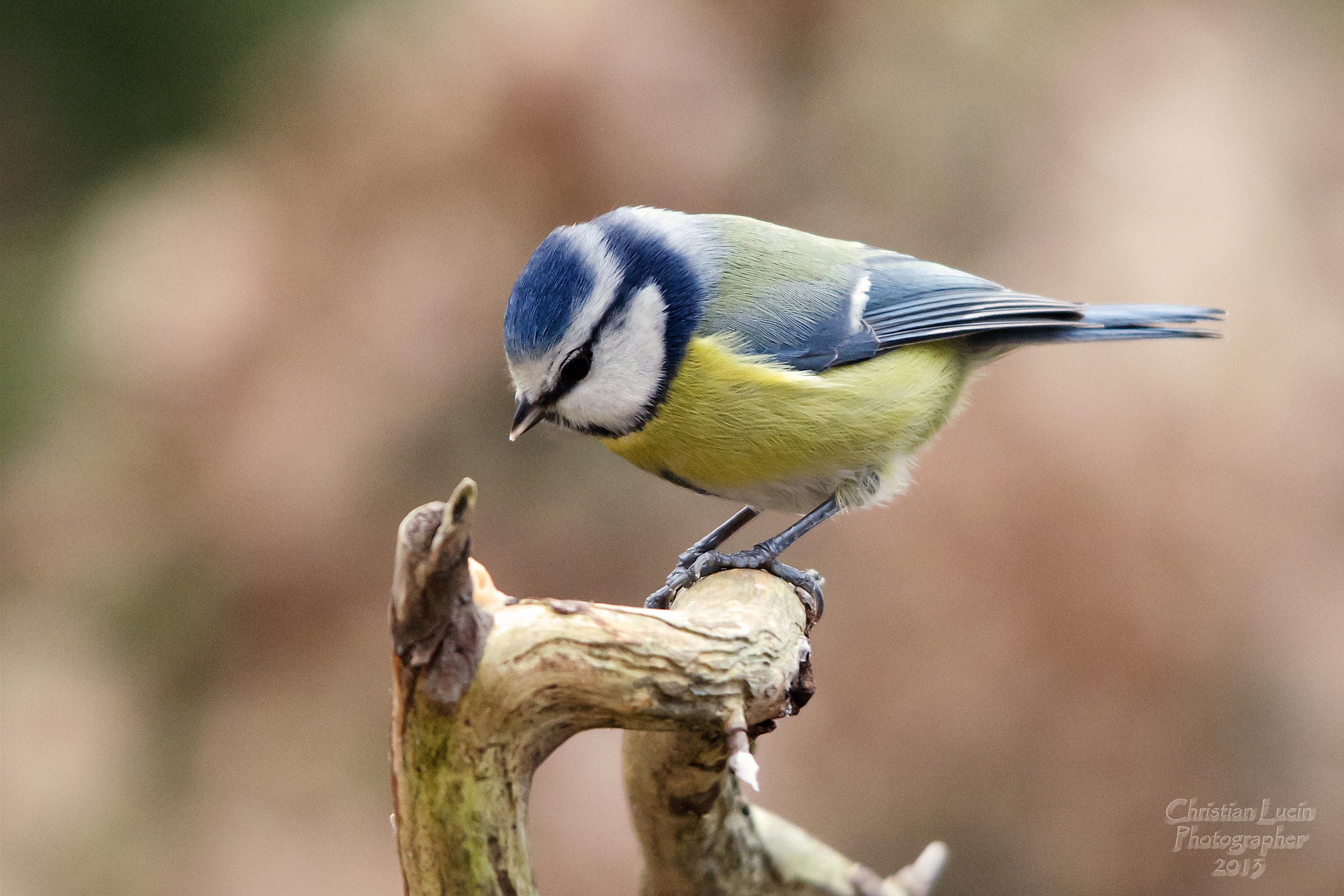 Blue Tit