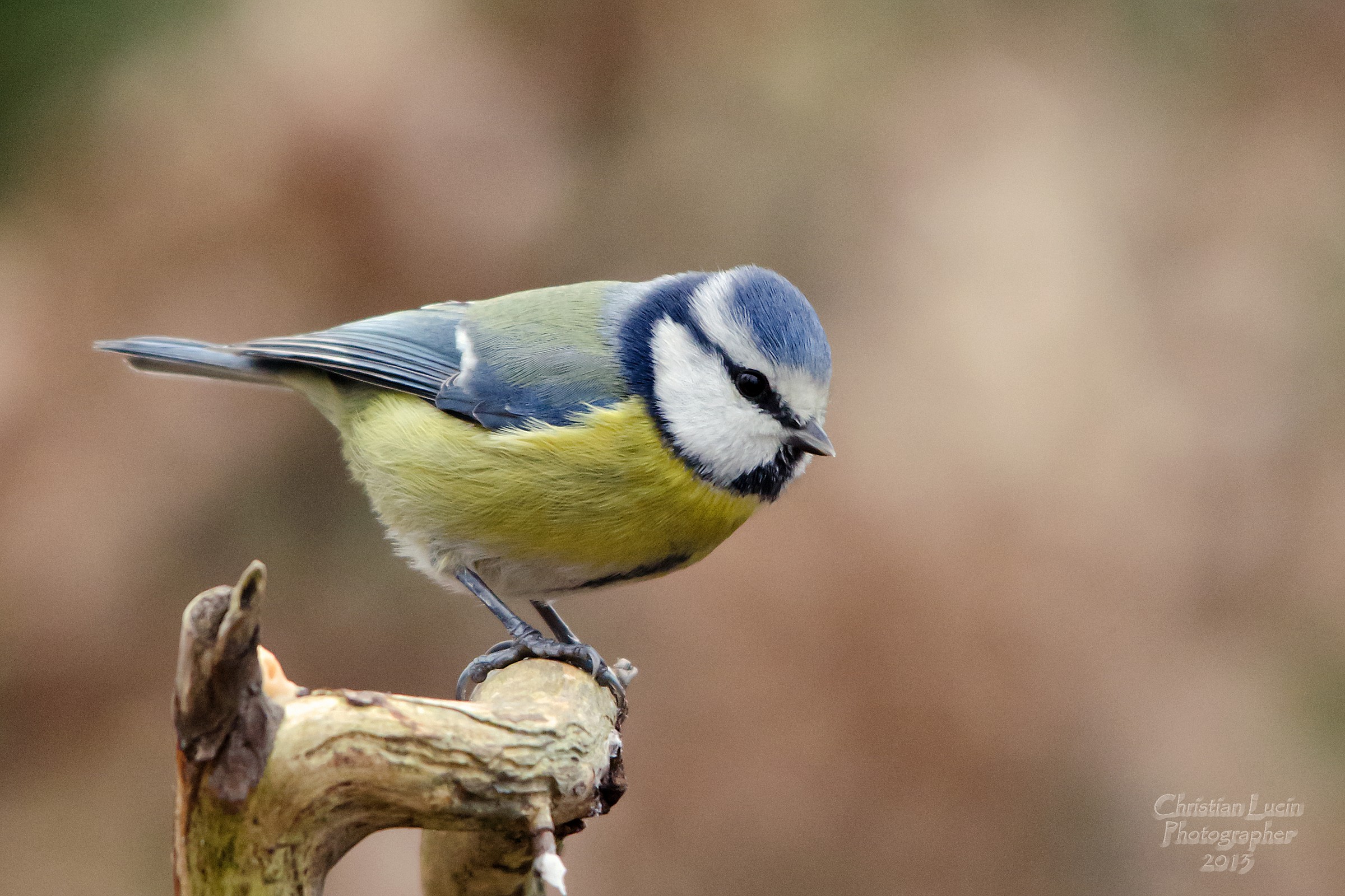 Blue Tit