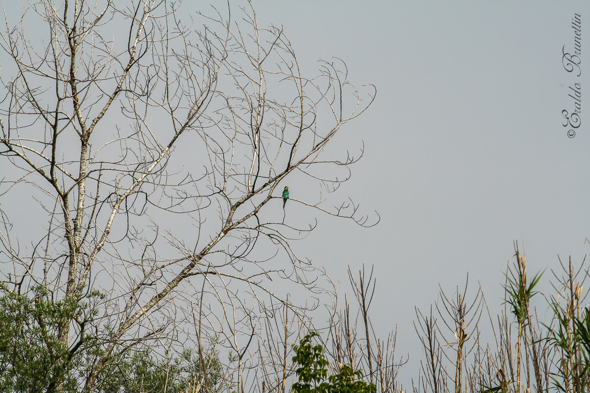 Bee-eater (Merops Bee-eater)