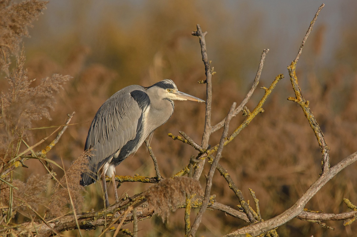 Heron at sunset