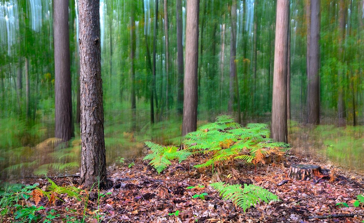 Lo spirito del bosco 5