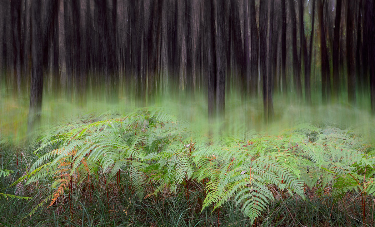 The spirit of the forest 6