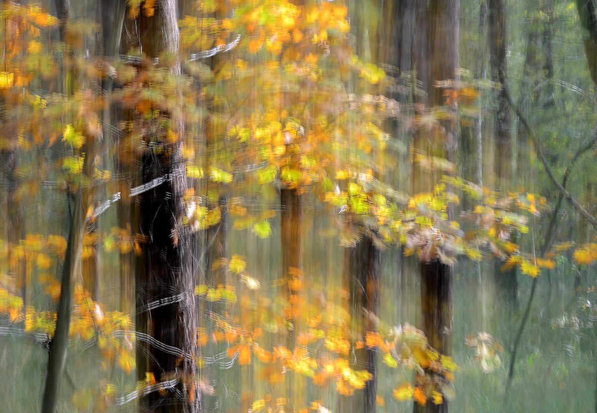 The spirit of the forest 7