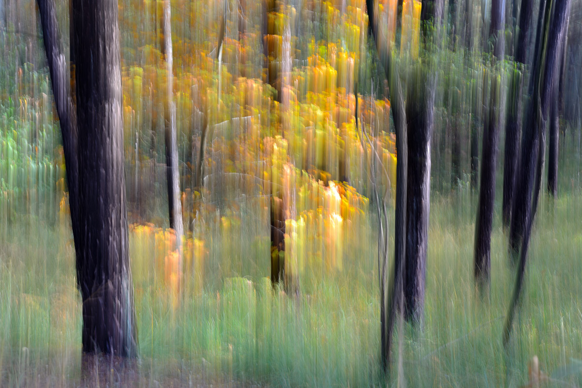 The spirit of the forest 8