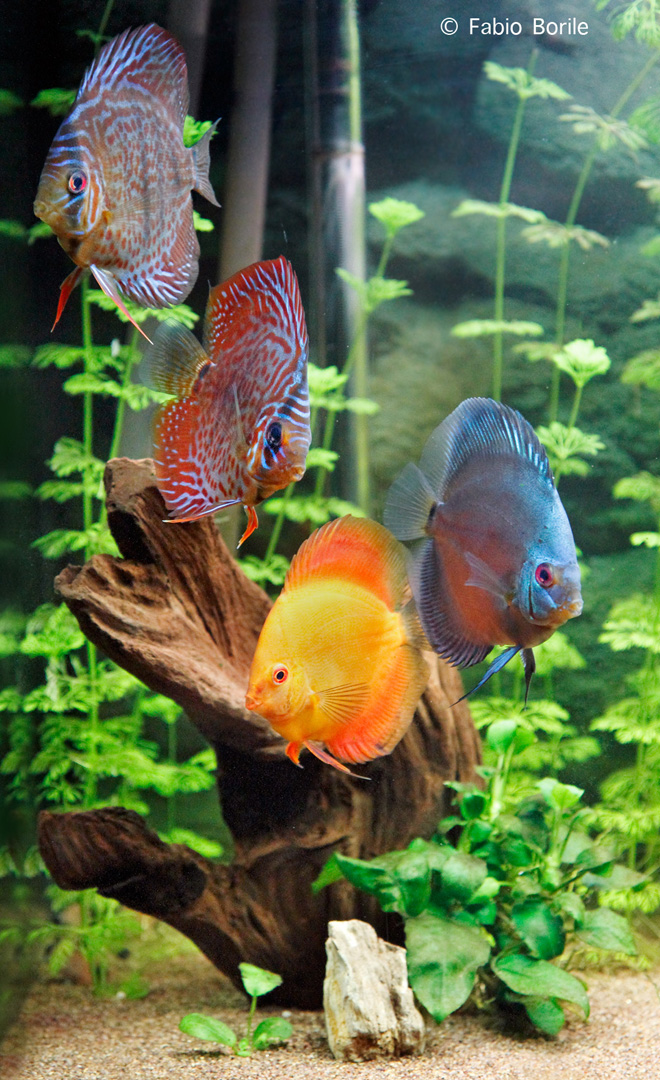 Discus