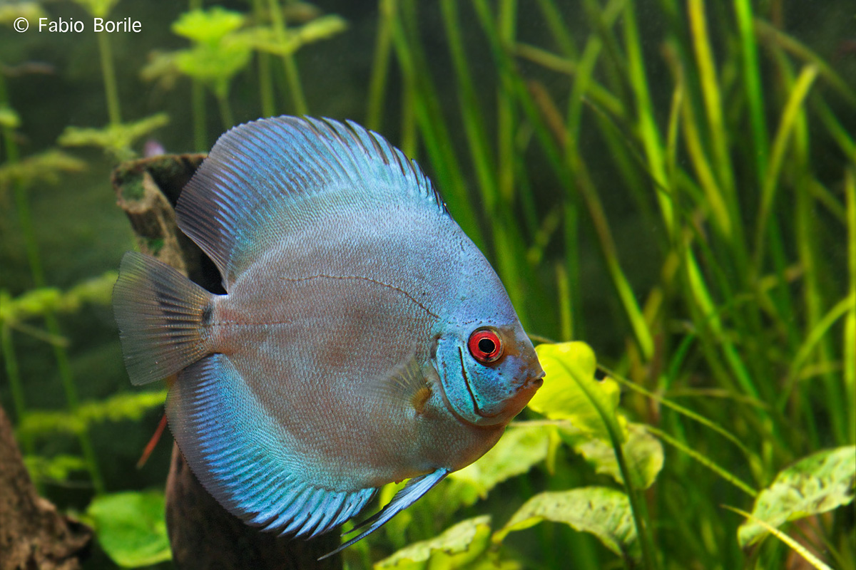 Discus