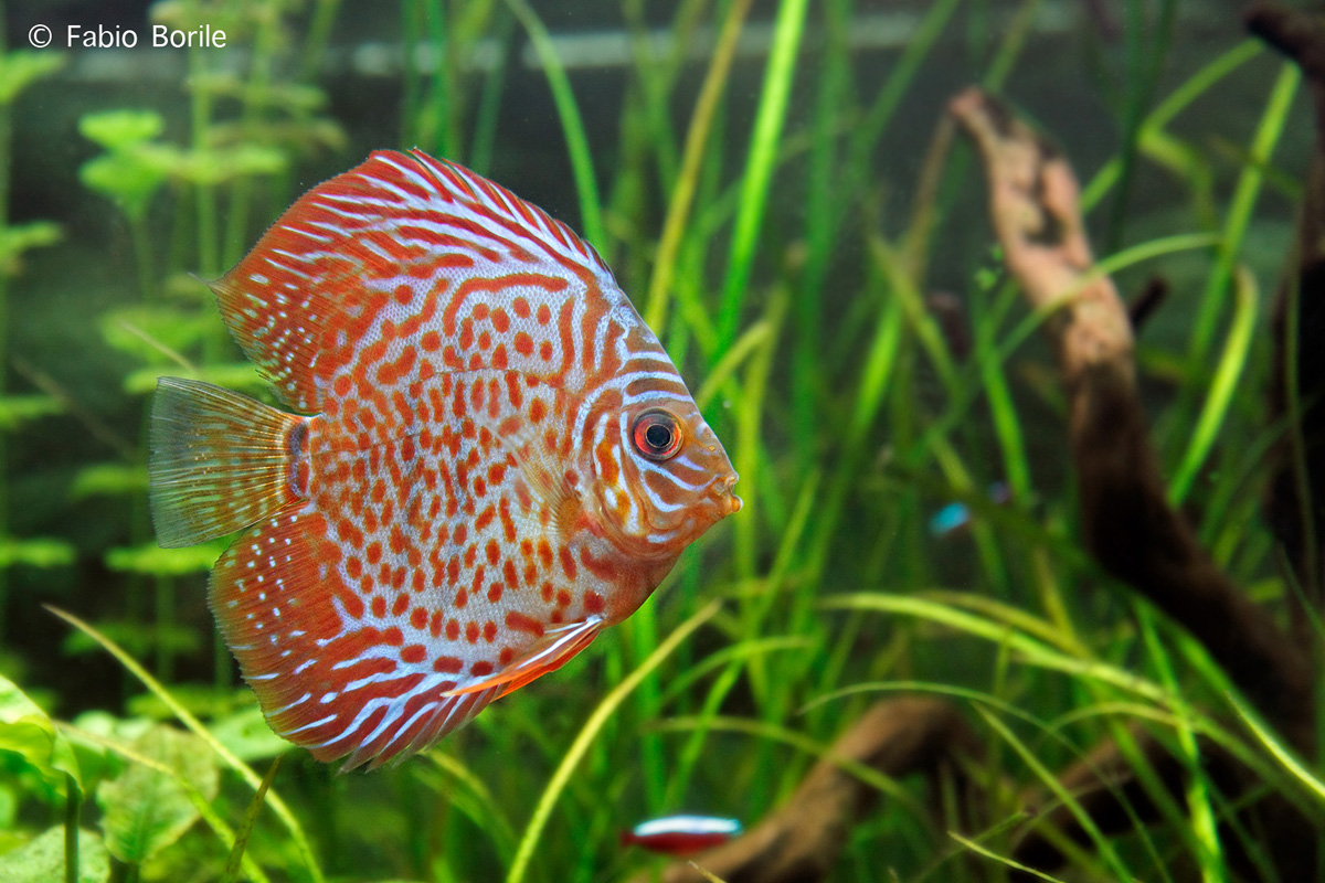 Discus