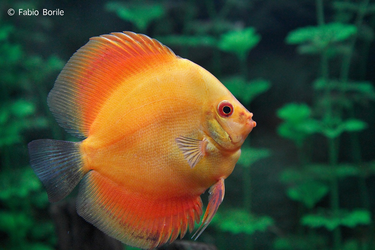Discus
