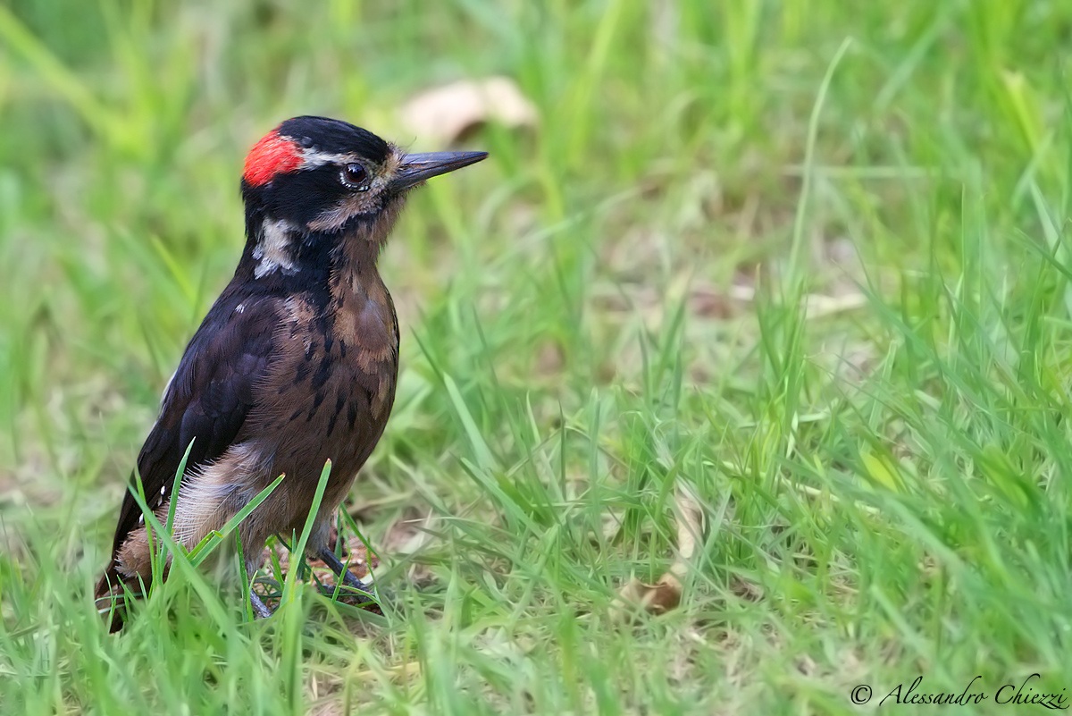Hairy woodpecker