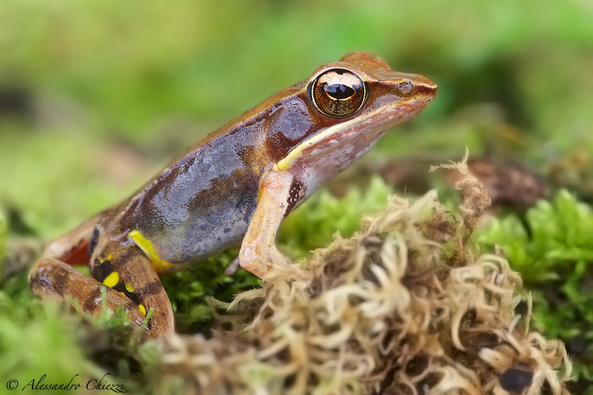 Brilliant forest frog