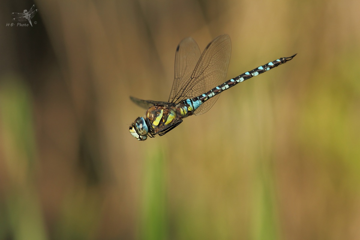 Aeshna mixta, maschio
