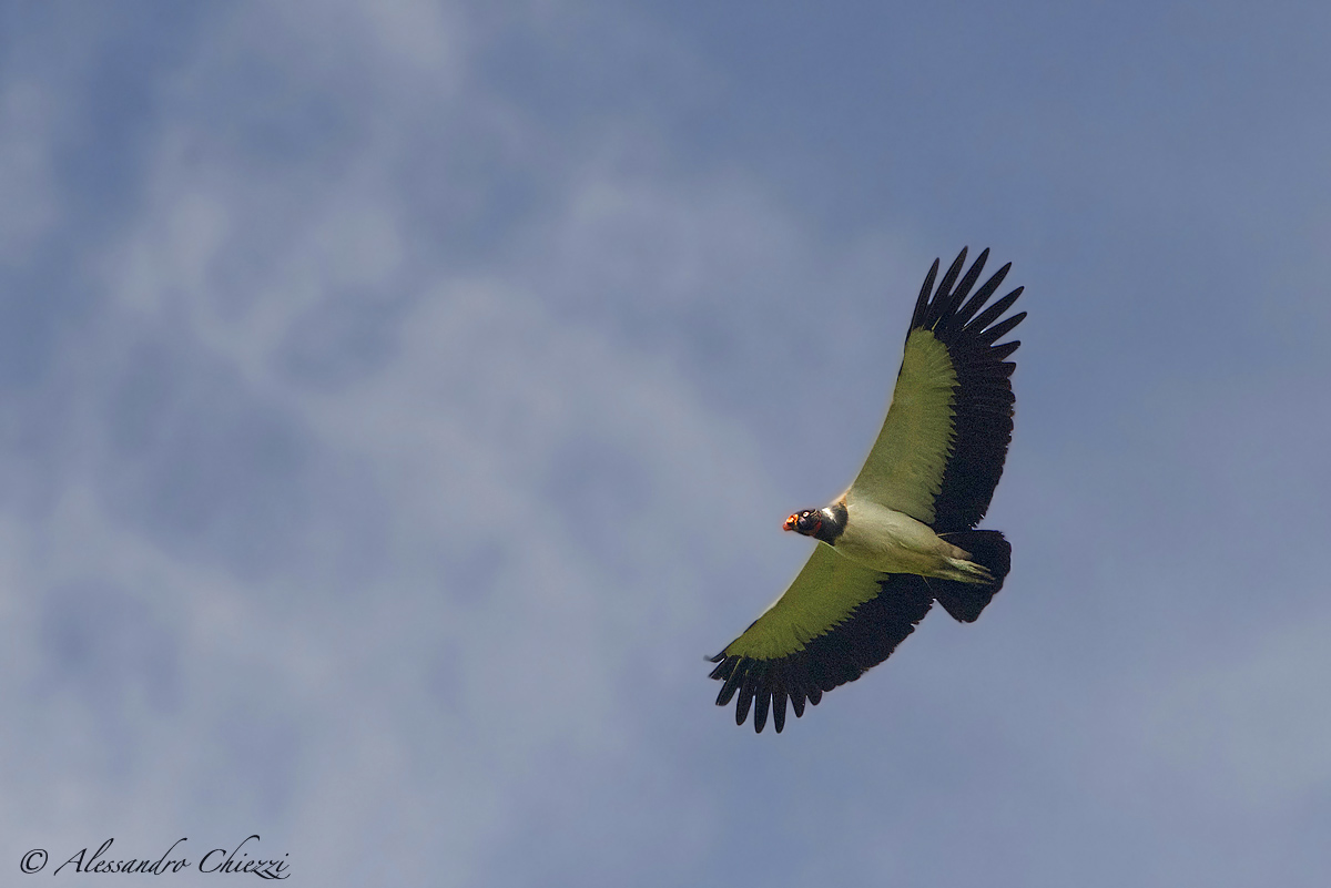 King Vulture