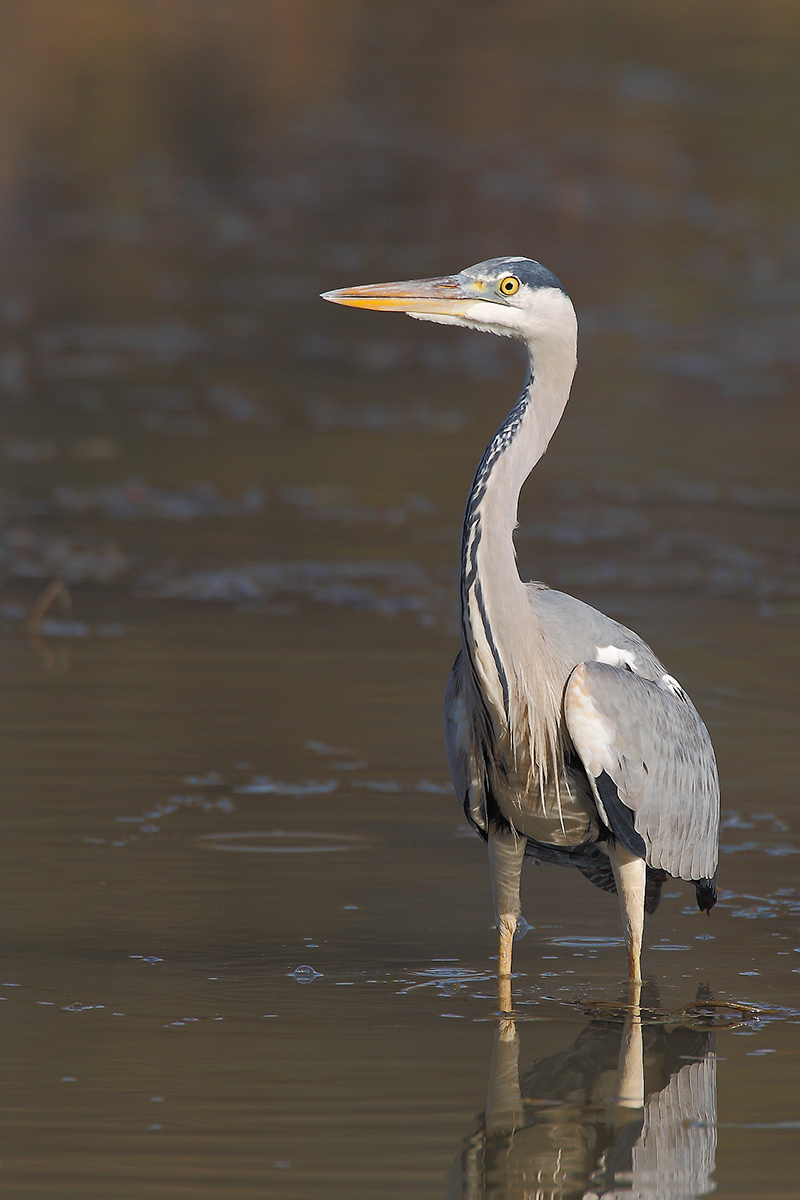 Ardea cinerea