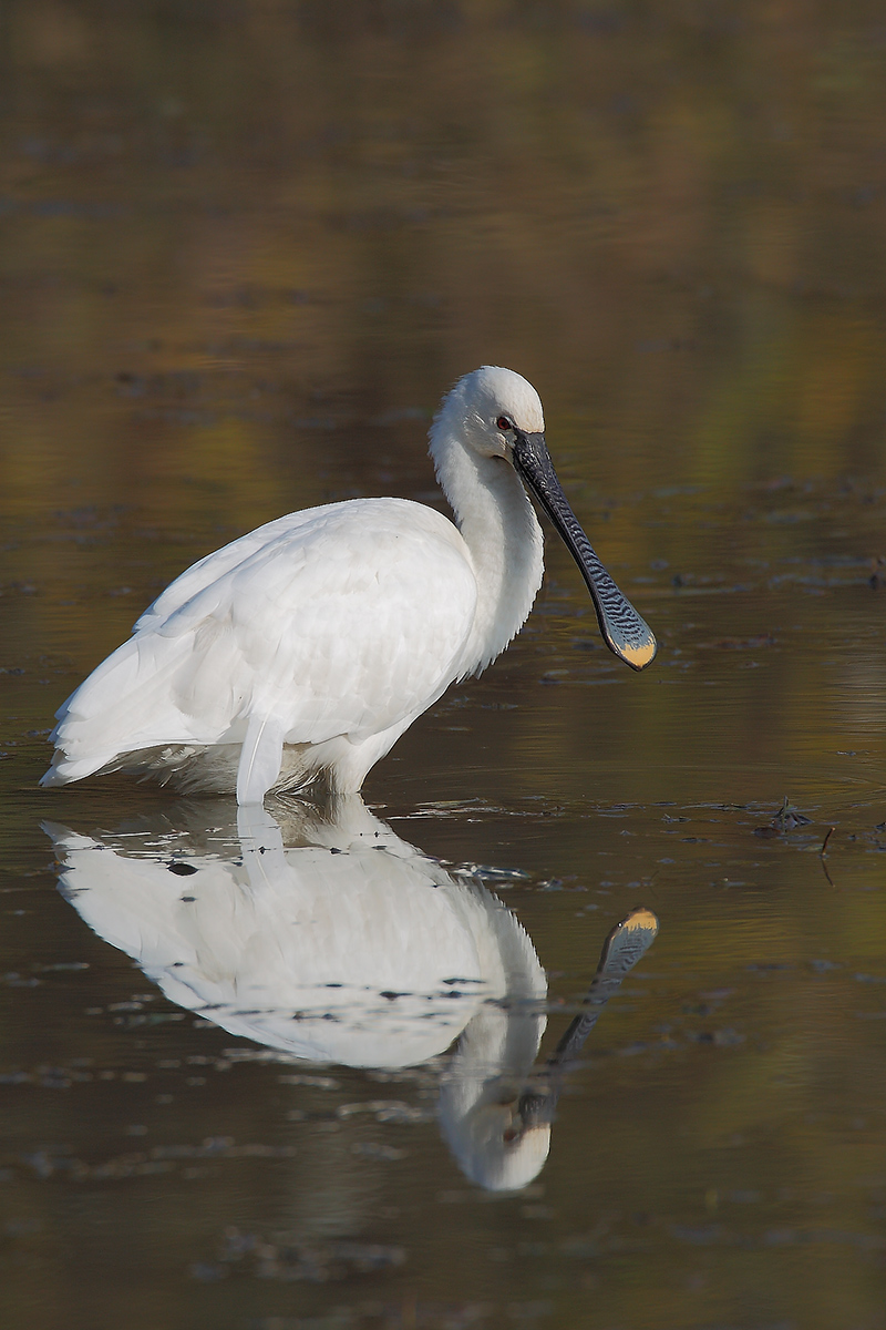 Platalea_leucorodia