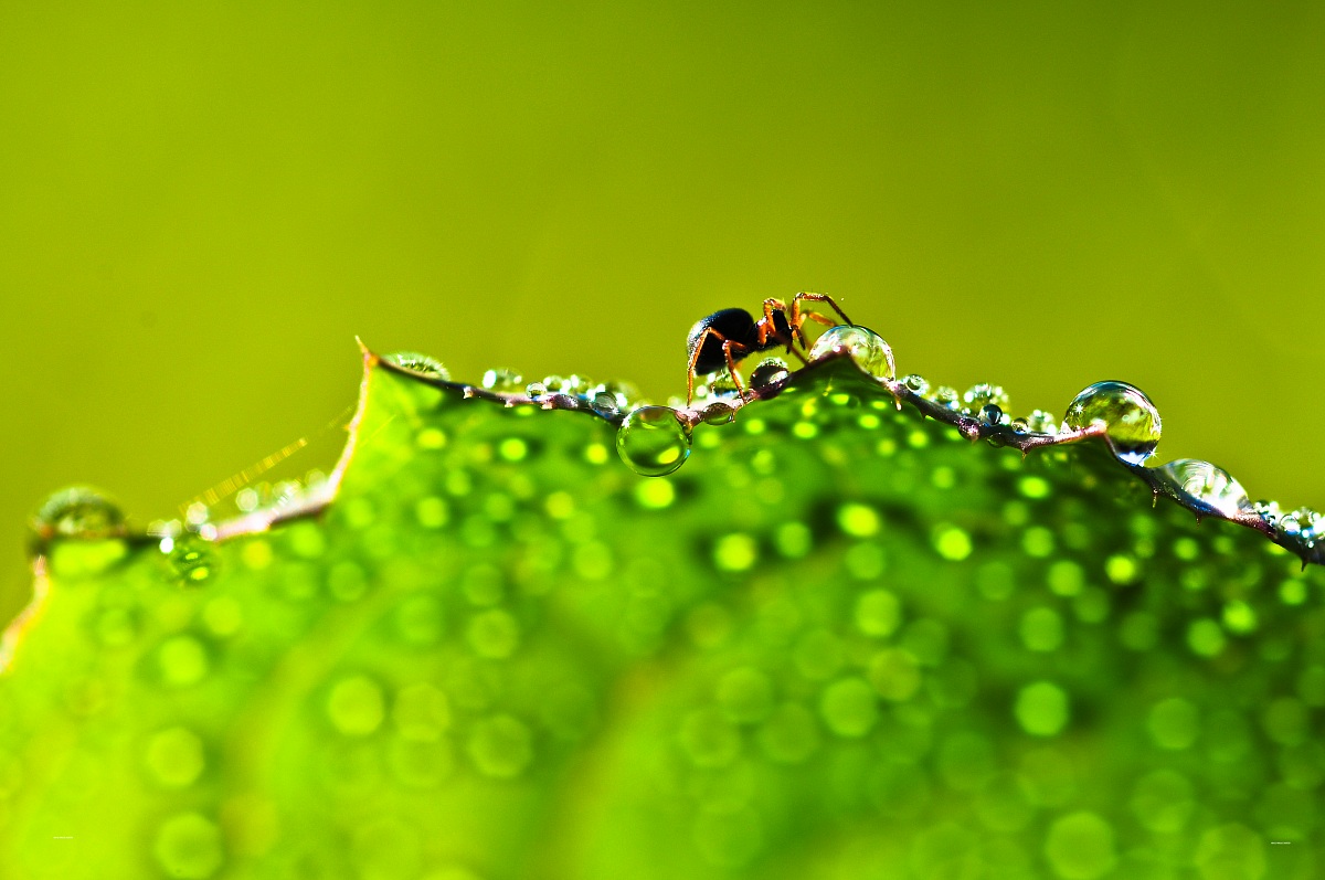 Il ragnetto avventuroso