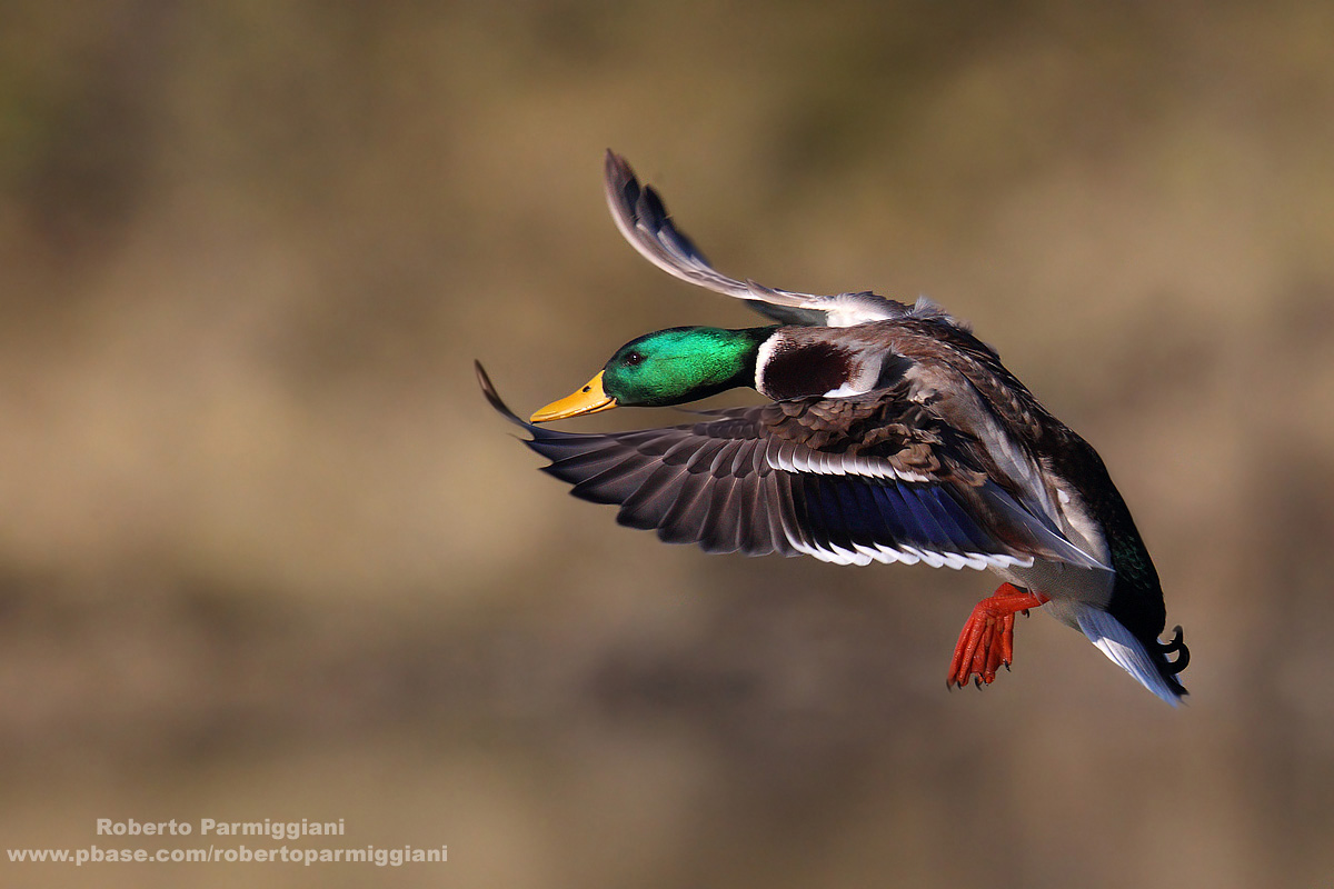 Atterraggio (germanao reale)