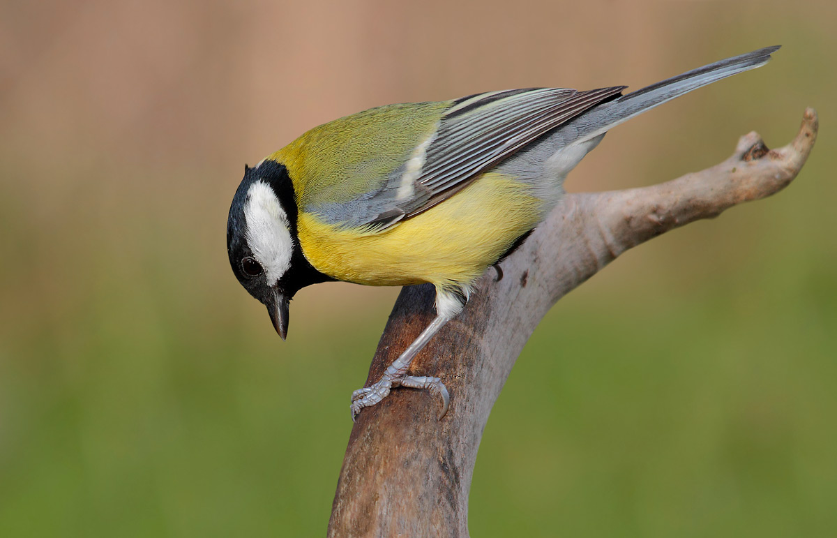 Great Tit