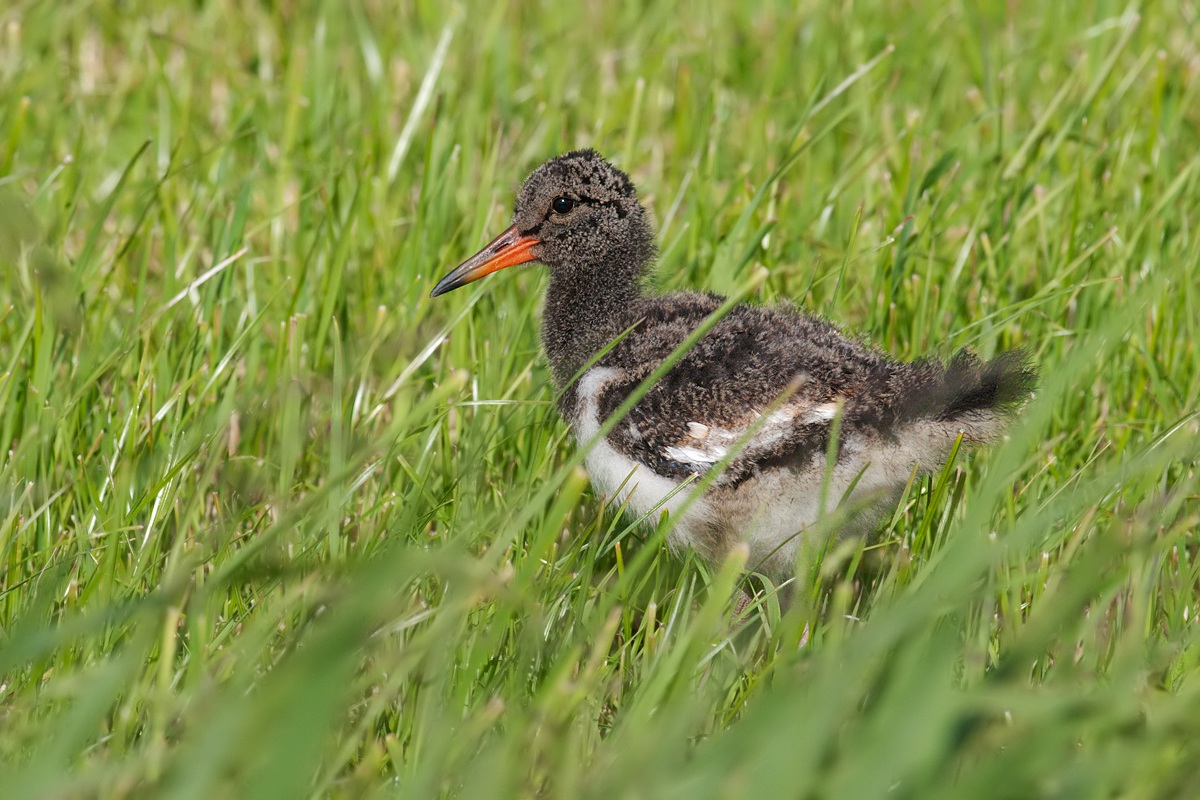 Beccaccia di mare (pullo).